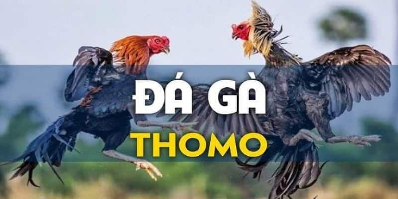 Đá gà Thomo là gì?